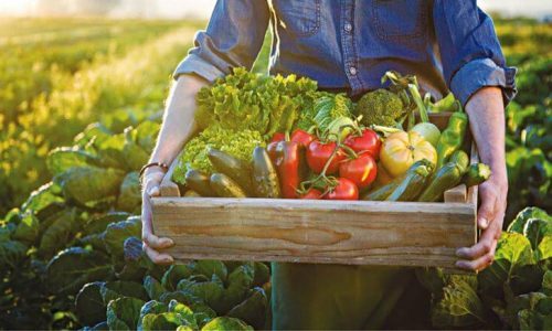 «Αγροδιατροφή – Πρωτογενής Παραγωγή και Μεταποίηση Γεωργικών Προϊόντων», Αναπτυξιακός Νόμος 4887/2022
